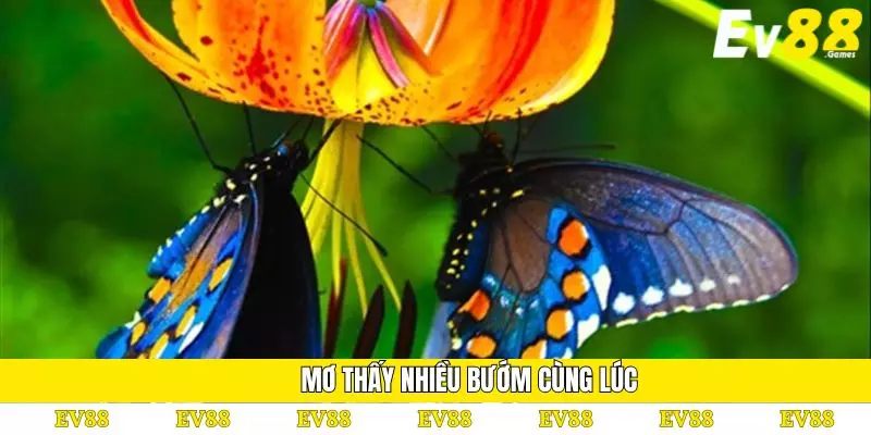 Mơ Thấy Bướm Đánh Số Gì? Giải Mã Giấc Mơ Chi Tiết Nhất 4 Mơ thấy nhiều bướm cùng lúc